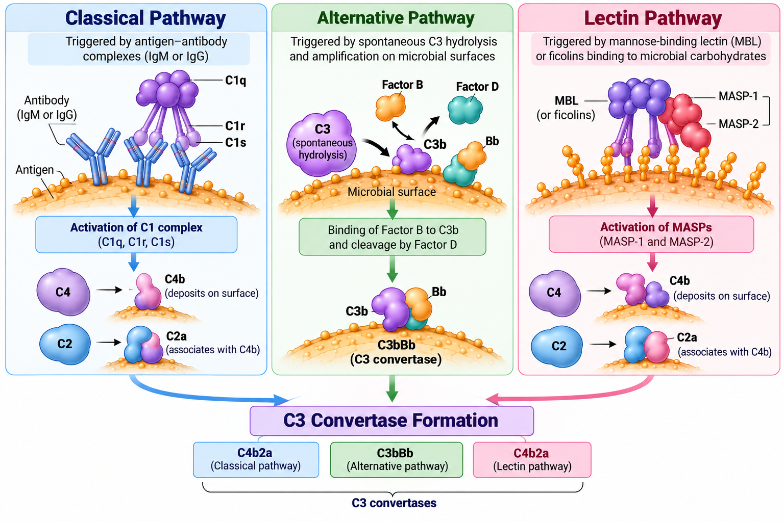 Complement Pathways: Classical, Alternative & Lectin | Zoologyverse Diagram of classical, alternative, and lectin complement pathway activation showing key proteins and C3 convertase formation.