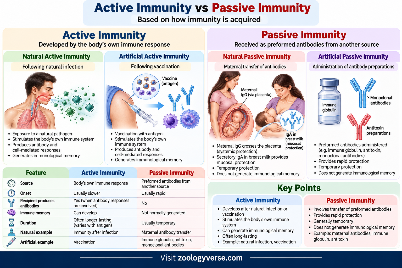 Active immunity vs passive immunity showing natural and artificial immunity, antibodies, vaccination and maternal antibody transfer
