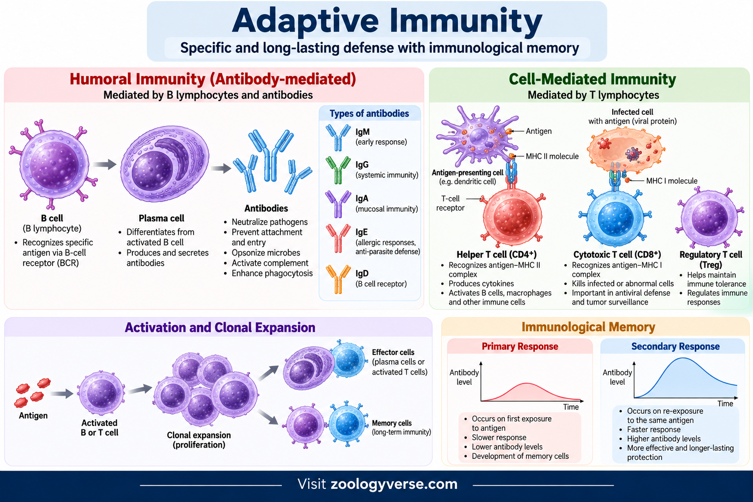 Adaptive immunity showing B cells, T cells, humoral immunity, cell-mediated immunity and immunological memory