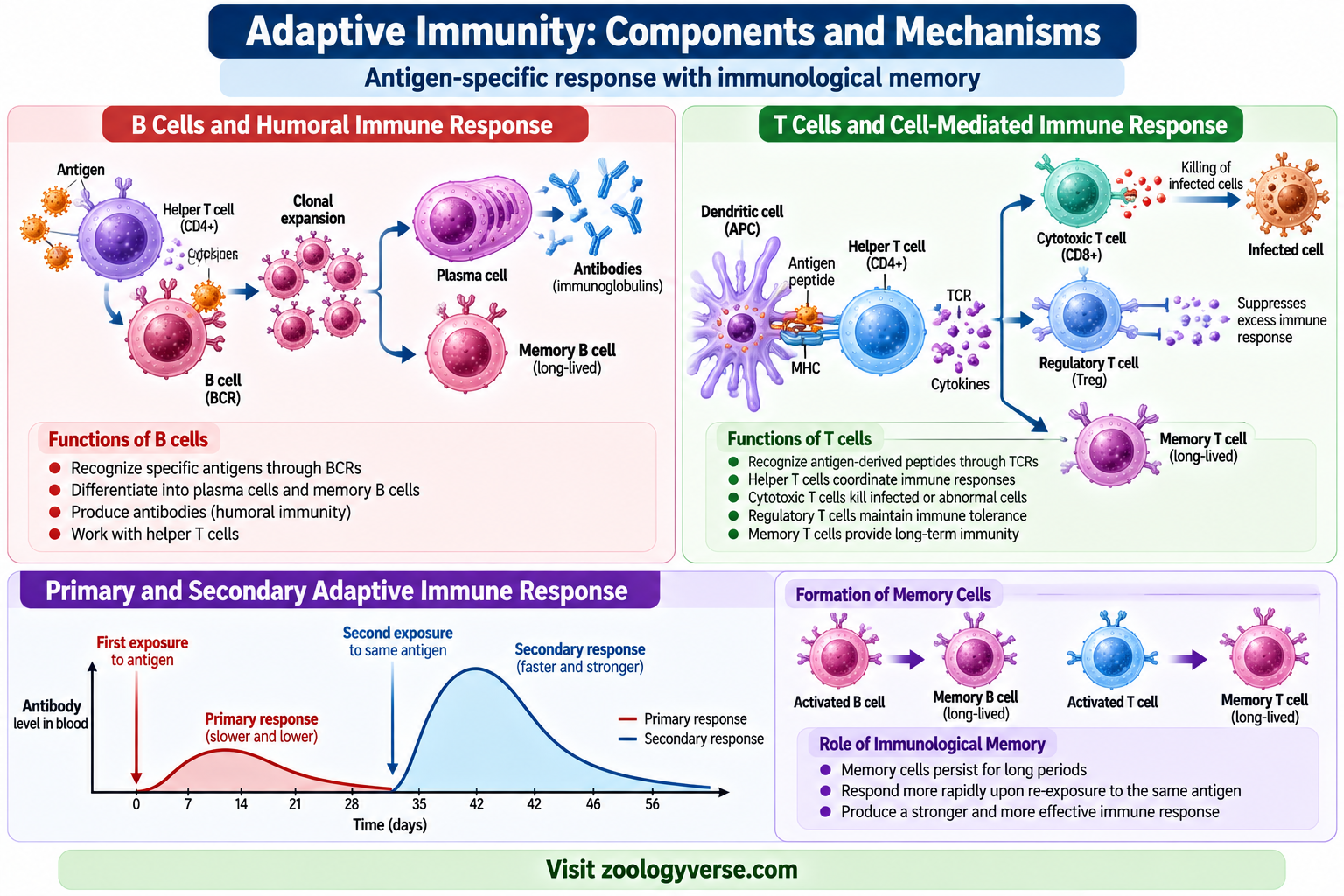 Adaptive Immunity components and mechanisms showing B cells, T cells, antibodies, antigen recognition, clonal expansion and immunological memory
