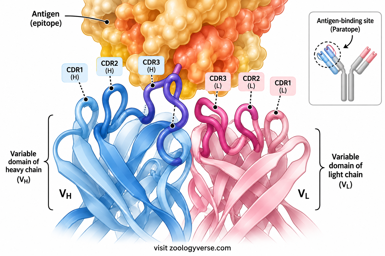 Textbook illustration of the antibody antigen-binding site showing VH and VL domains, CDR1, CDR2 and CDR3 loops, antigen epitope, and paratope.