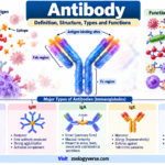 Antibody Definition, Structure, Types and Functions