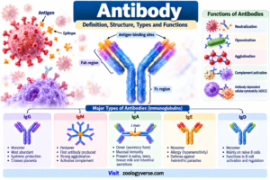 Antibody: Definition, Structure, Types and Functions