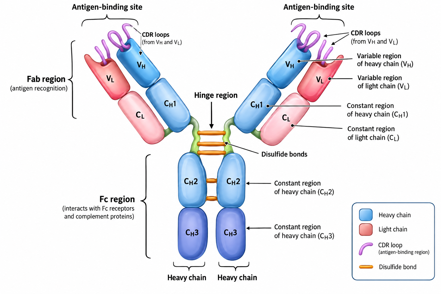 Antibody Structure Parts, Regions and Functions