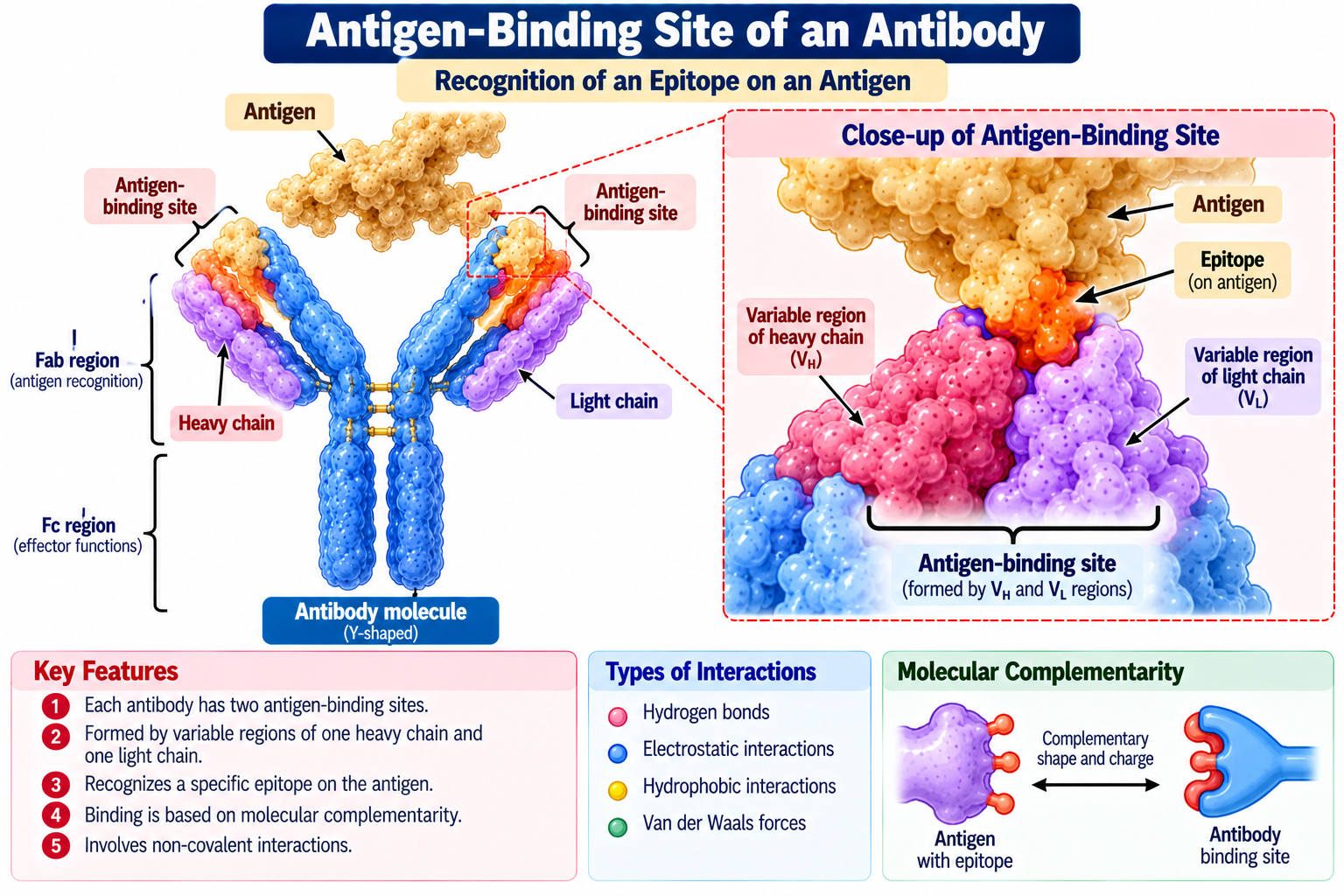 Antibody: Definition, Structure, Types and Functions | Zoologyverse Antigen-binding site of an antibody showing epitope recognition by variable heavy and light chain regions and molecular interactions
