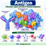 Antigen Definition, Types, Structure and Functions 1