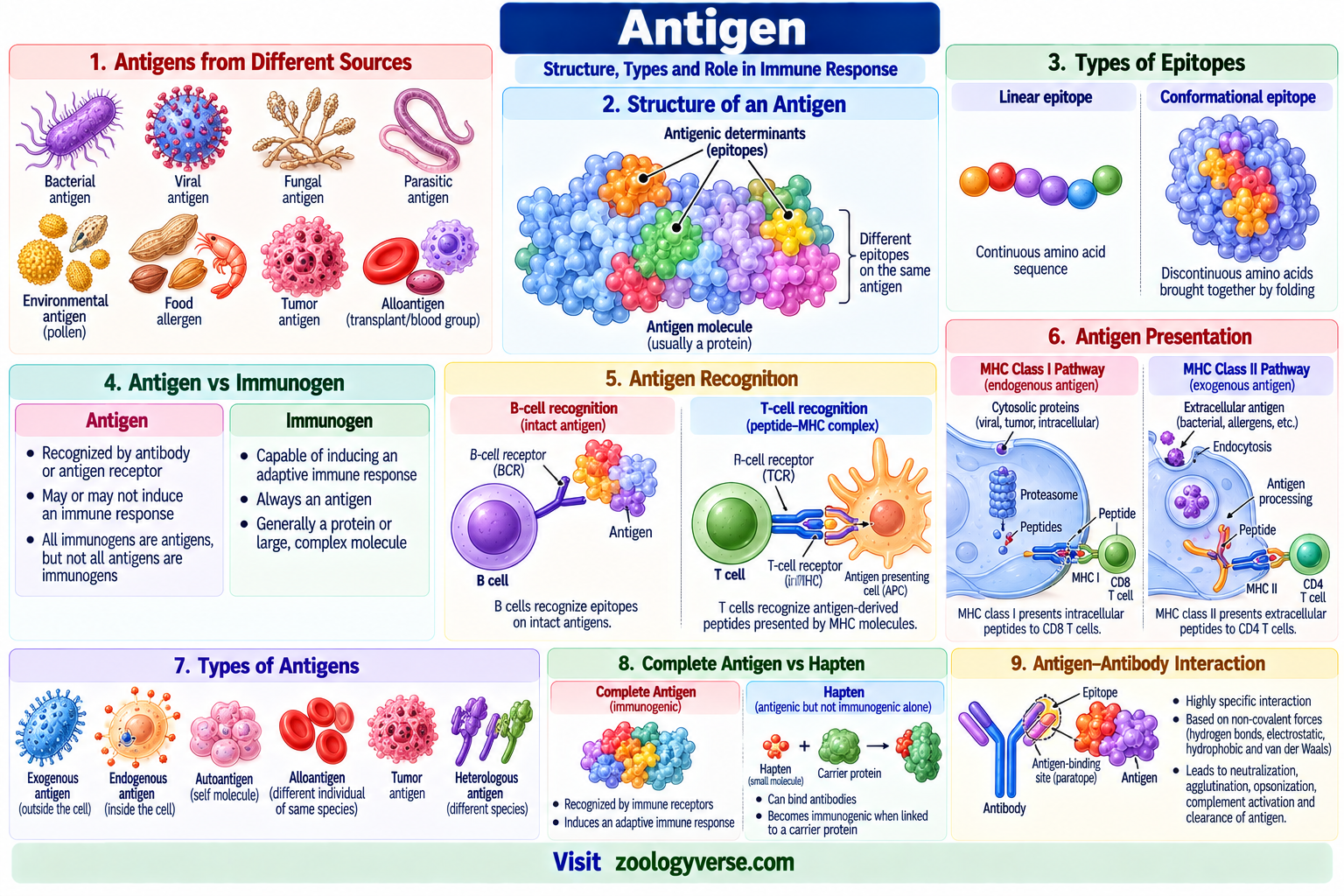Antigen: Definition, Types, Structure and Functions | Zoologyverse Antigen Definition, Types, Structure and Functions