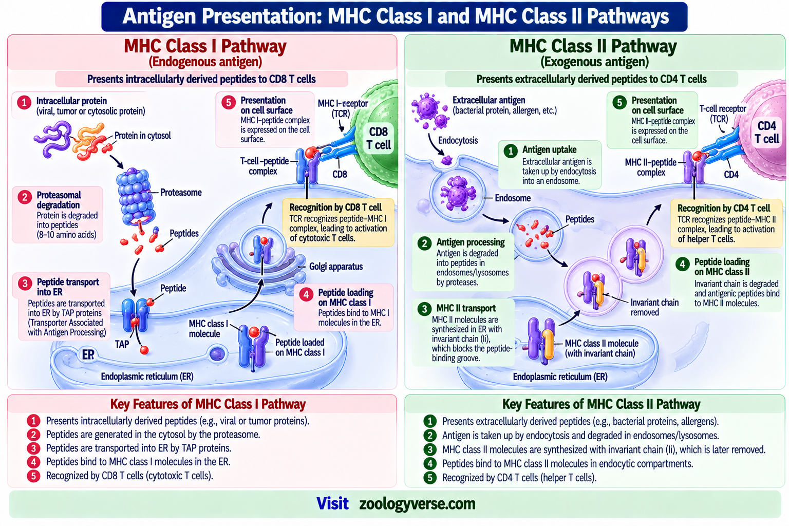 Antigen: Definition, Types, Structure and Functions | Zoologyverse Antigen presentation showing MHC class I and MHC class II pathways, intracellular and extracellular antigen processing, peptide presentation to CD8 and CD4 T cells