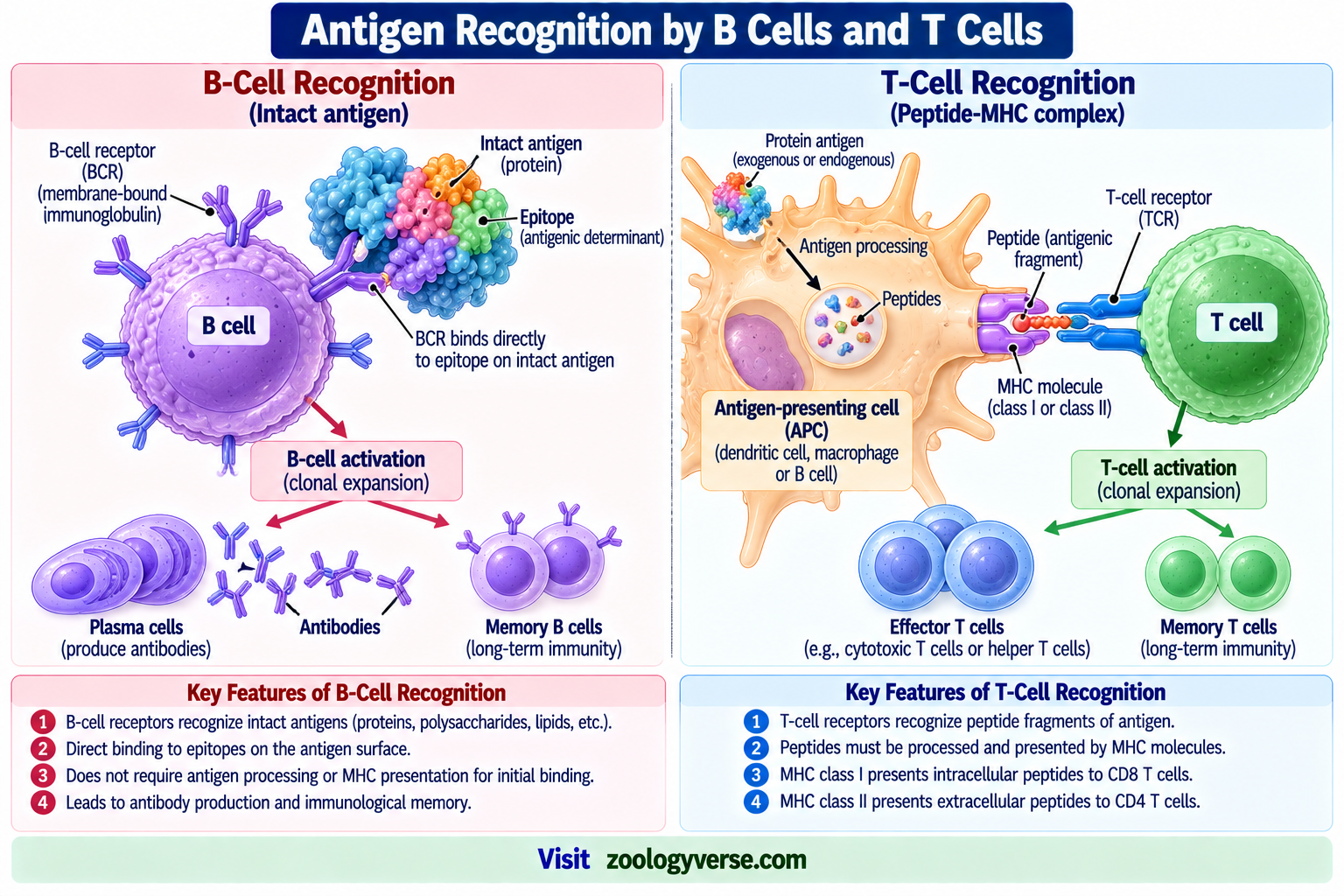 Antigen: Definition, Types, Structure and Functions | Zoologyverse Antigen recognition by B cells and T cells showing BCR binding to intact antigen and TCR recognition of peptide-MHC complexes