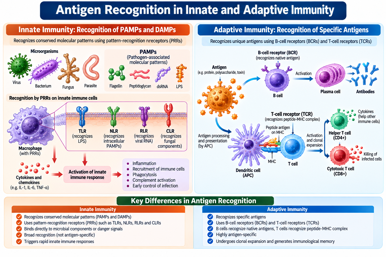 Antigen recognition in innate and adaptive immunity showing PRRs, PAMPs, DAMPs, BCRs, TCRs, antigen presentation and immune cell activation