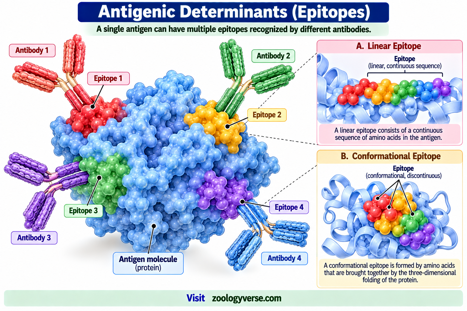 Antigen: Definition, Types, Structure and Functions | Zoologyverse Antigenic determinants and epitopes showing multiple epitopes on an antigen, with linear and conformational epitopes recognized by antibodies