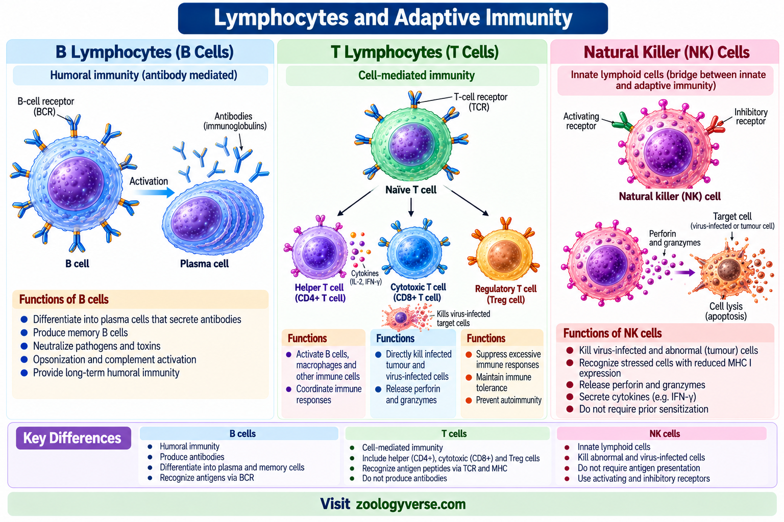 Cells of the Immune System: Types and Functions | Zoologyverse B cells, T cells and NK cells showing B-cell antibodies, helper T cells, cytotoxic T cells, regulatory T cells and natural killer cell functions