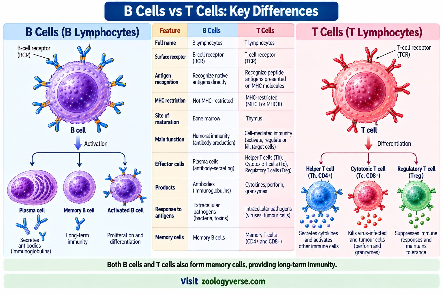 Cells of the Immune System: Types and Functions | Zoologyverse B cells vs T cells showing B-cell receptor and T-cell receptor, maturation sites, immune functions, plasma cells, helper T cells, cytotoxic T cells and memory cells