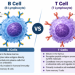 B Cells vs T Cells – Differences and Functions