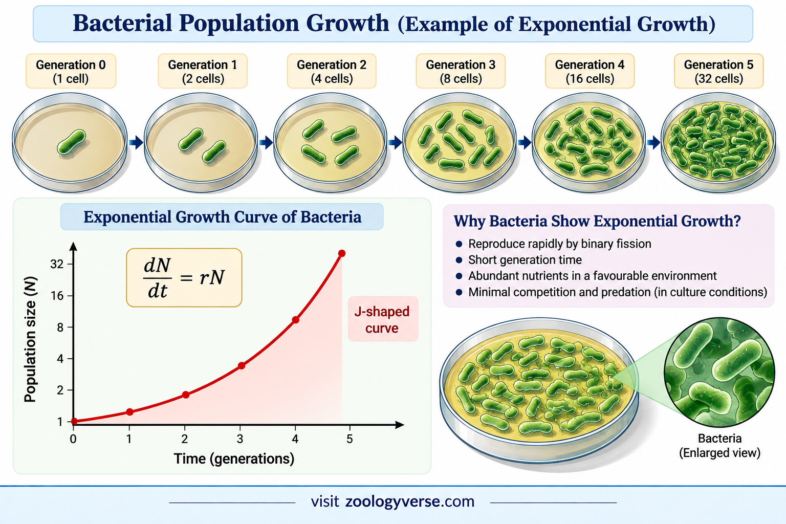 Exponential vs Logistic Population Growth | Zoologyverse Exponential vs Logistic Population Growth explained through bacterial multiplication by binary fission and a J-shaped growth curve.