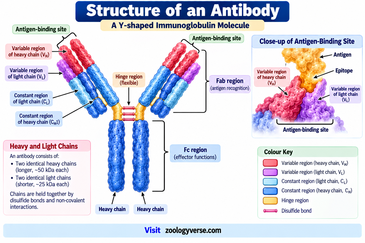 Antibody: Definition, Structure, Types and Functions | Zoologyverse Antibody structure showing two heavy chains, two light chains, variable and constant regions, hinge region, Fab region, Fc region and antigen-binding sites