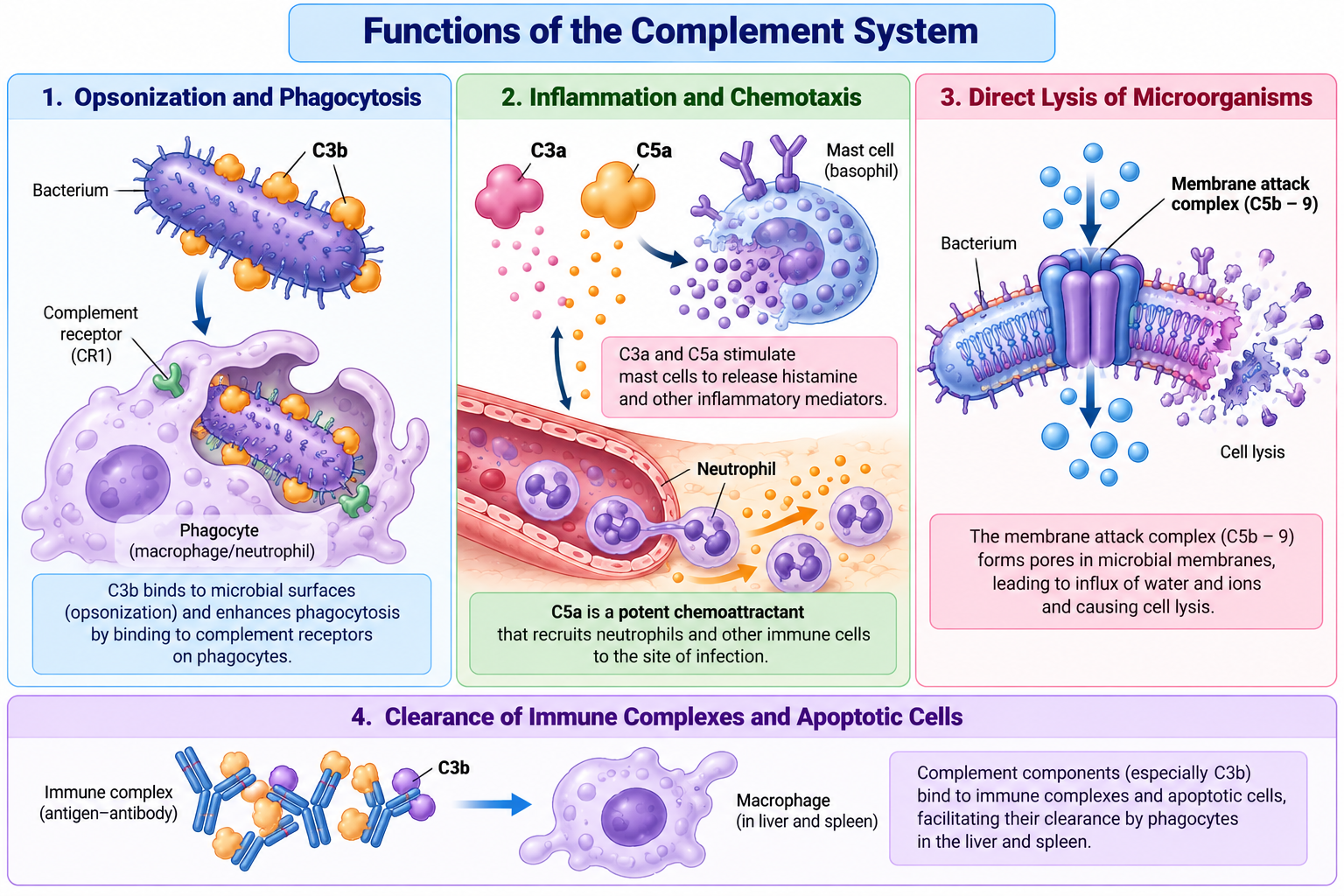 Complement Pathways: Classical, Alternative & Lectin | Zoologyverse Complement system functions infographic showing C3b-mediated opsonization, C3a and C5a-driven inflammation, membrane attack complex formation, and immune complex clearance.