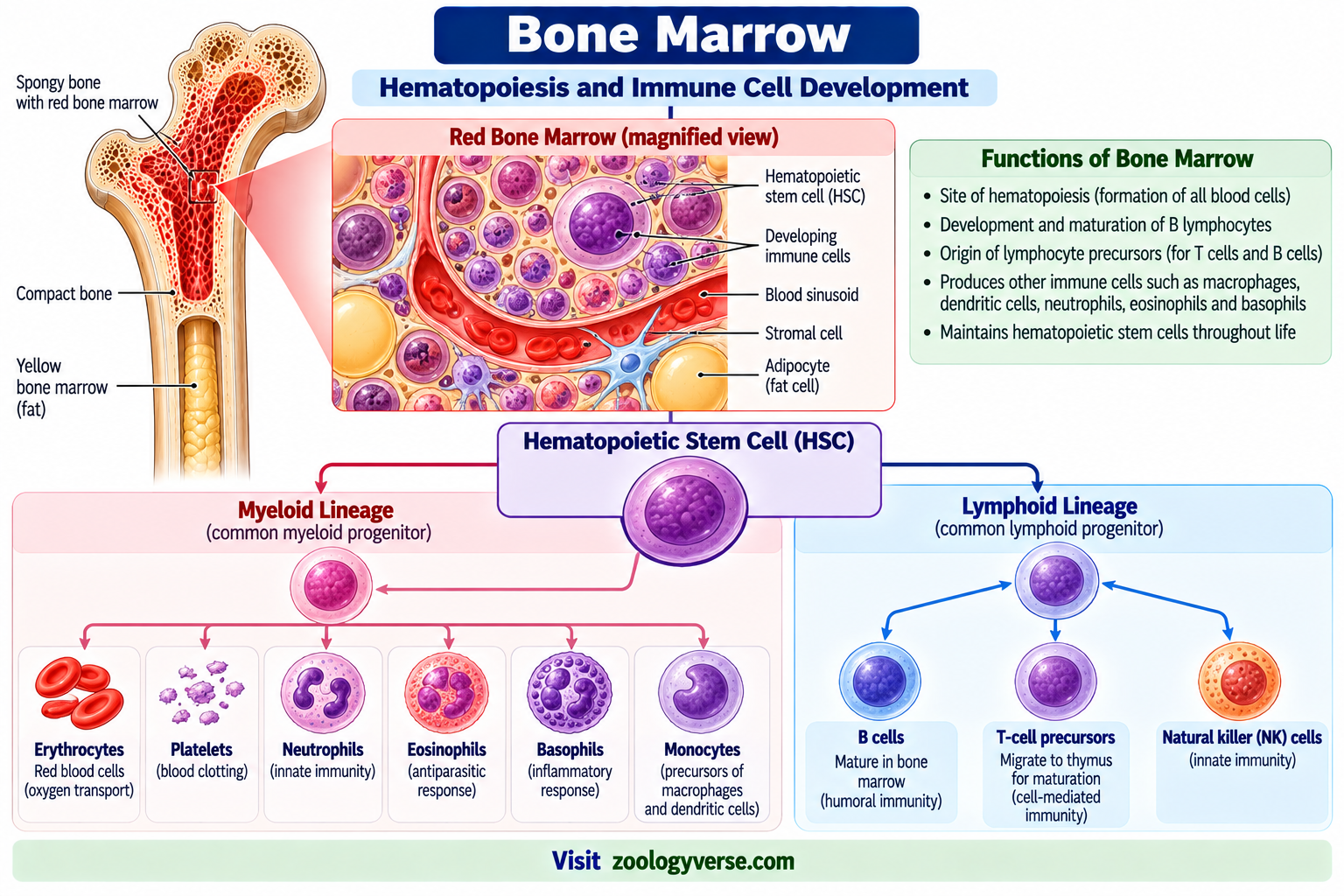 Lymphoid Organs: Primary and Secondary Lymphoid Organs | Zoologyverse Bone marrow showing hematopoiesis, hematopoietic stem cells, myeloid and lymphoid lineages, B-cell development and immune cell formation