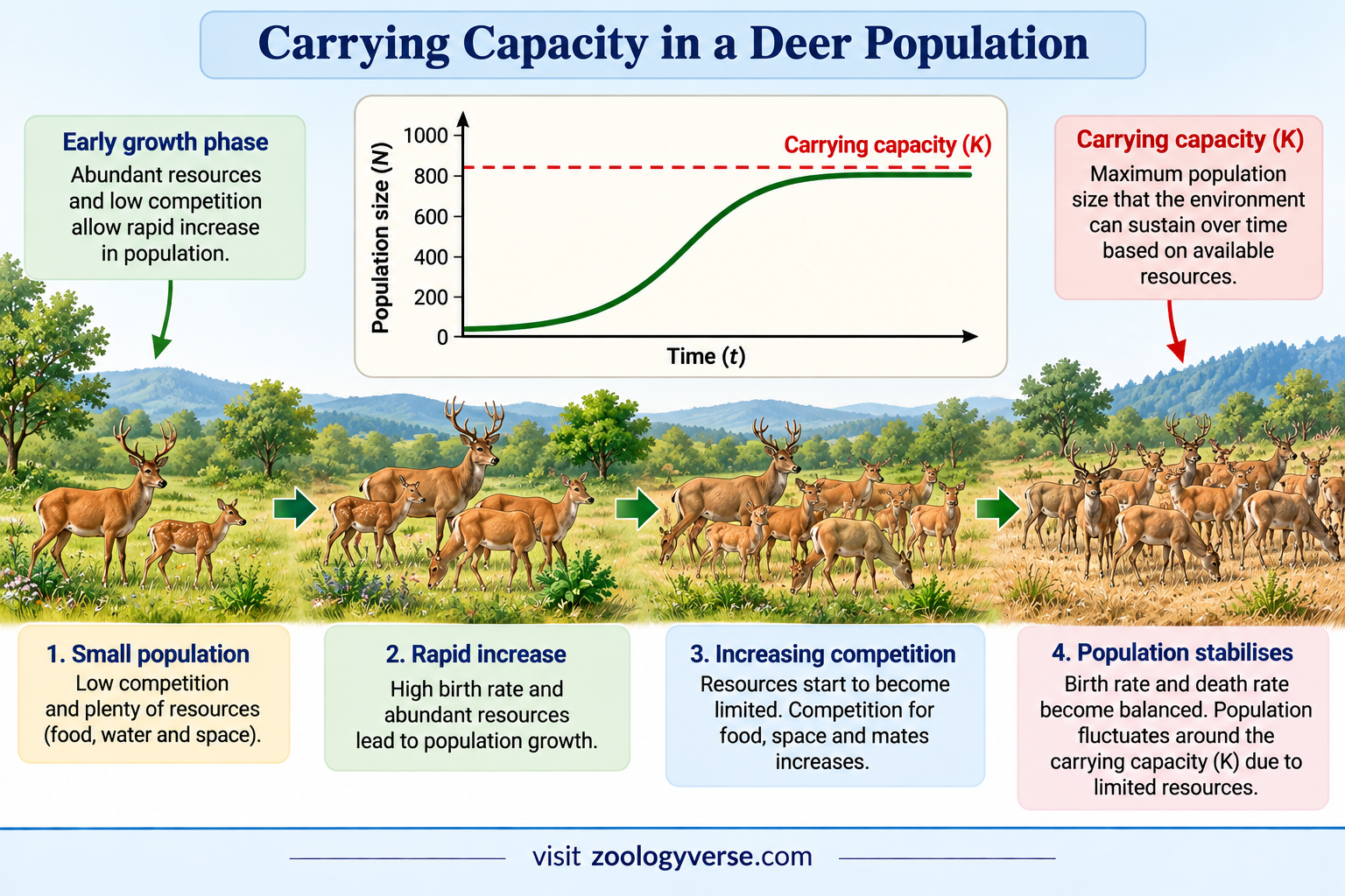 Exponential vs Logistic Population Growth | Zoologyverse Exponential vs Logistic Population Growth showing deer population increase, resource competition, and carrying capacity in a grassland habitat.