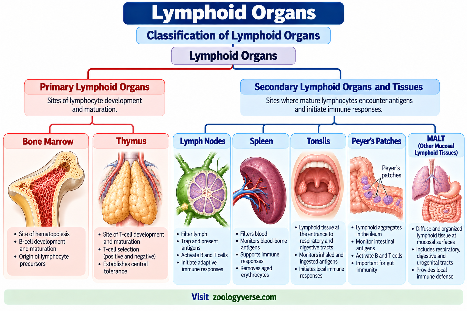 Lymphoid Organs: Primary and Secondary Lymphoid Organs | Zoologyverse Classification of lymphoid organs showing primary and secondary lymphoid organs, including bone marrow, thymus, lymph nodes, spleen, tonsils, Peyer’s patches and MALT