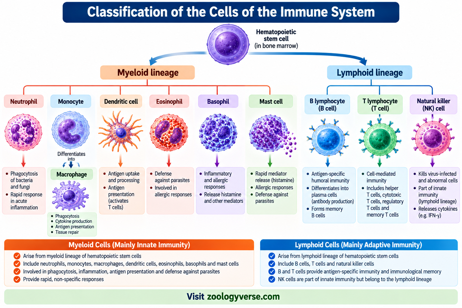 Cells of the Immune System: Types and Functions | Zoologyverse Classification of the cells of the immune system showing myeloid and lymphoid lineages, neutrophils, macrophages, dendritic cells, B cells, T cells and NK cells
