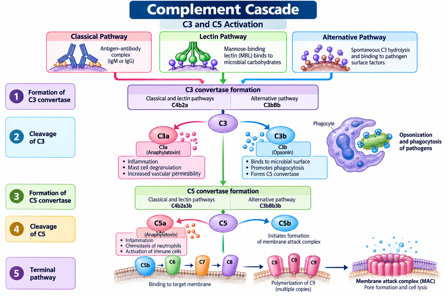 Complement System: Pathways, Functions and Activation | Zoologyverse Complement cascade diagram showing C3 and C5 activation, C3a and C5a inflammation, C3b opsonization, and C5b–C9 membrane attack complex formation.