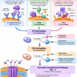 Complement Pathways Classical, Alternative and Lectin Pathways