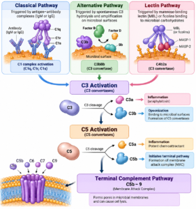 Complement Pathways: Classical, Alternative & Lectin
