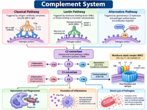 Complement System: Pathways, Functions and Activation