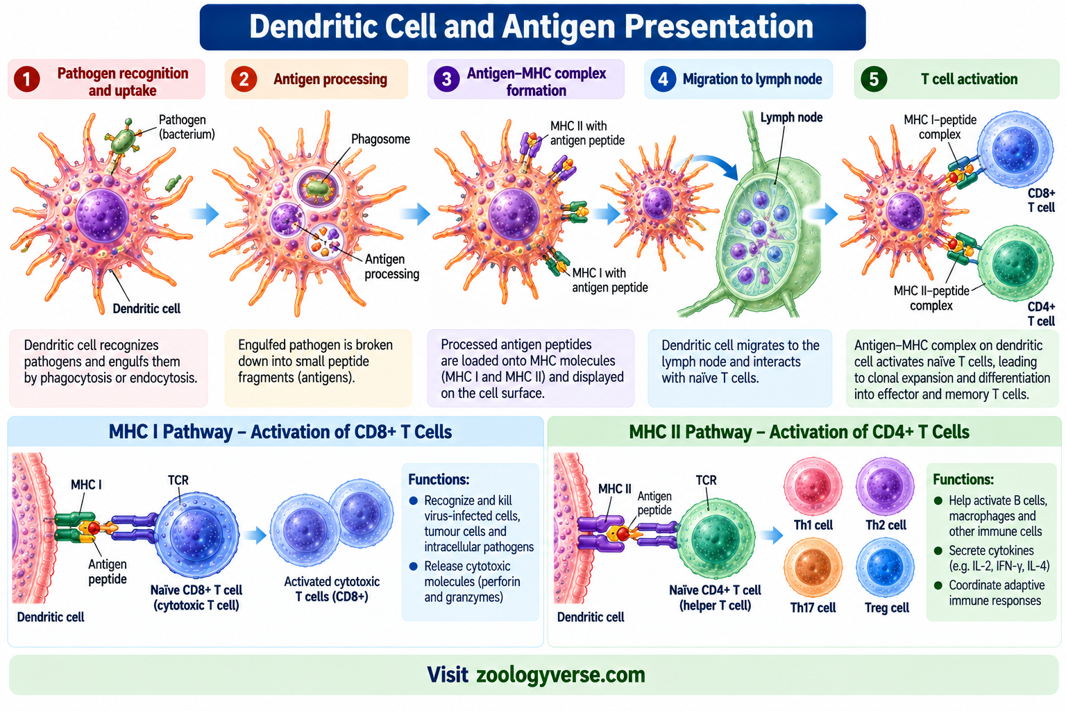 Cells of the Immune System: Types and Functions | Zoologyverse Dendritic cell and antigen presentation showing pathogen uptake, antigen processing, MHC I and MHC II pathways, CD8 T-cell and CD4 T-cell activation