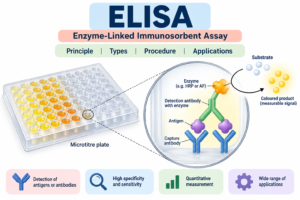 ELISA: Principle, Types, Procedure and Applications
