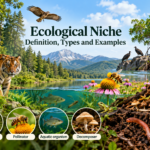 Ecological Niche – Definition, Types and Examples