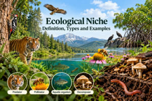 Ecological Niche: Definition, Types and Examples