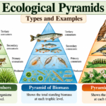 Ecological Pyramids: Types and Examples