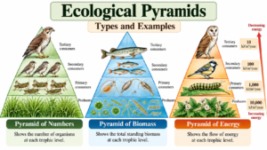 Ecological Pyramids: Types and Examples