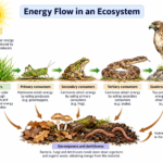 Energy Flow in an Ecosystem: Steps and 10% Law