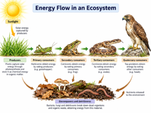 Energy Flow in an Ecosystem: Steps and 10% Law