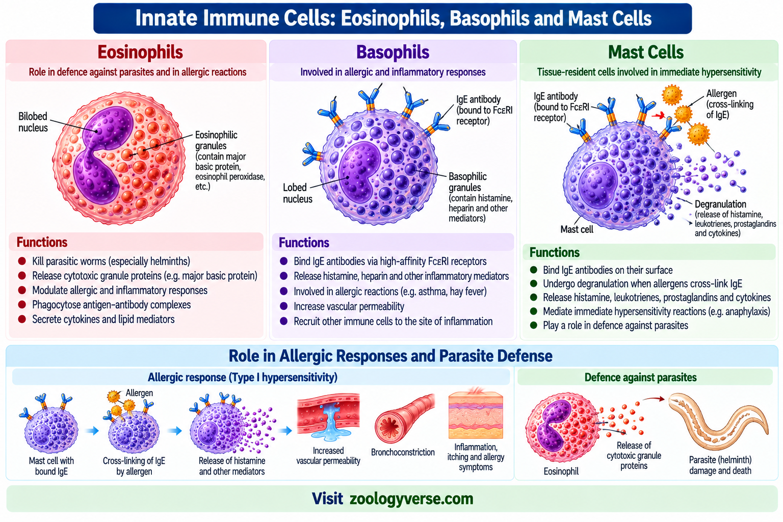 Cells of the Immune System: Types and Functions | Zoologyverse Eosinophils, basophils and mast cells showing their roles in parasite defense, allergic reactions, inflammation and immune responses
