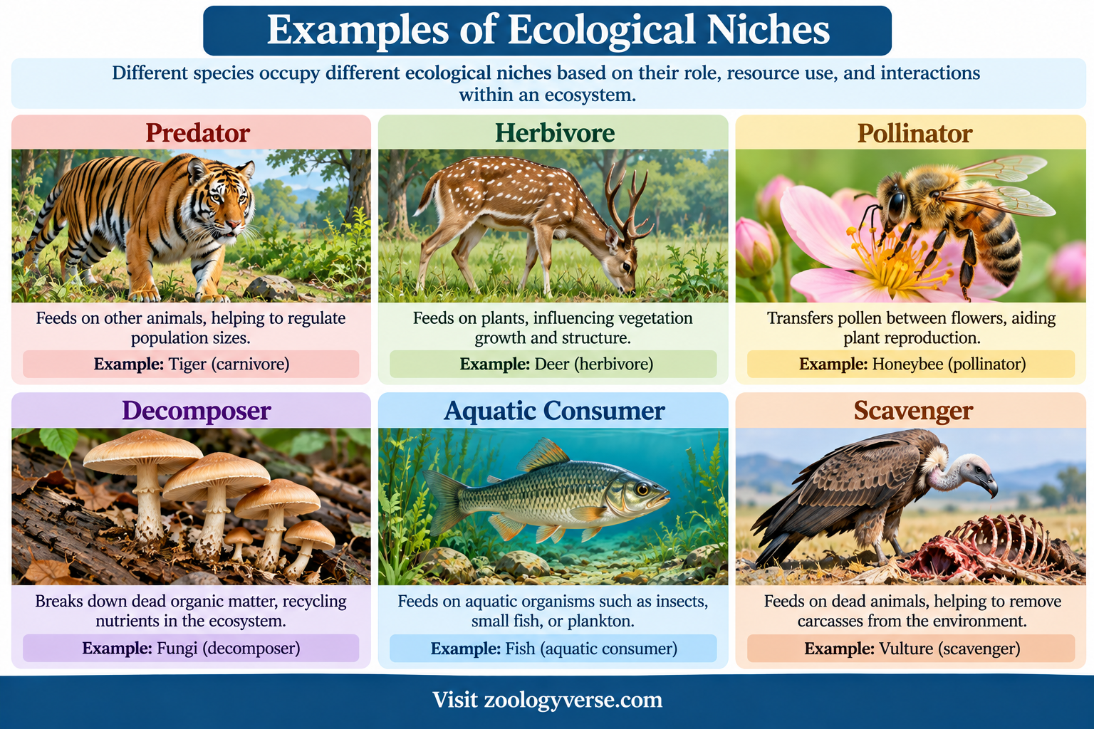 Ecological Niche: Definition, Types and Examples | Zoologyverse Ecological Niche examples showing a tiger as a predator, deer as a herbivore, honeybee as a pollinator, fungi as decomposers, fish as aquatic consumers, and vultures as scavengers.