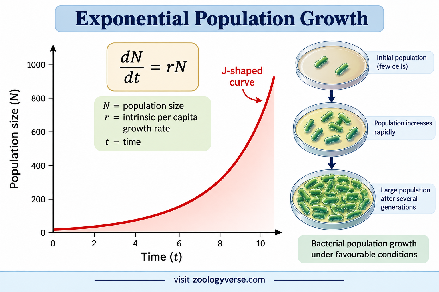 Exponential vs Logistic Population Growth | Zoologyverse Exponential vs Logistic Population Growth illustrating exponential population growth, the J-shaped growth curve and bacterial population increase.