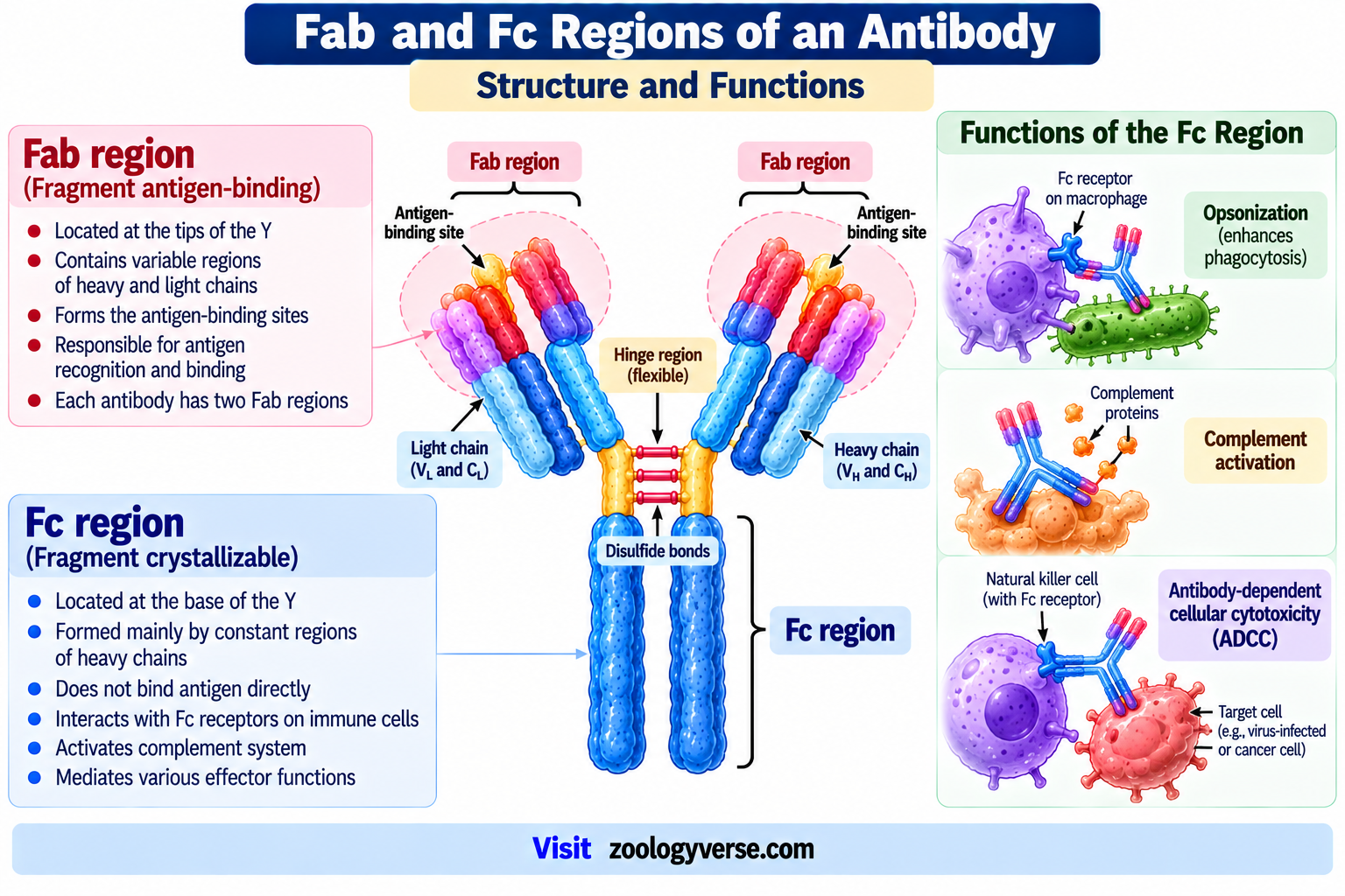 Antibody: Definition, Structure, Types and Functions | Zoologyverse Fab and Fc regions of an antibody showing antigen-binding sites, variable and constant regions, Fc receptors, complement activation, opsonization and ADCC