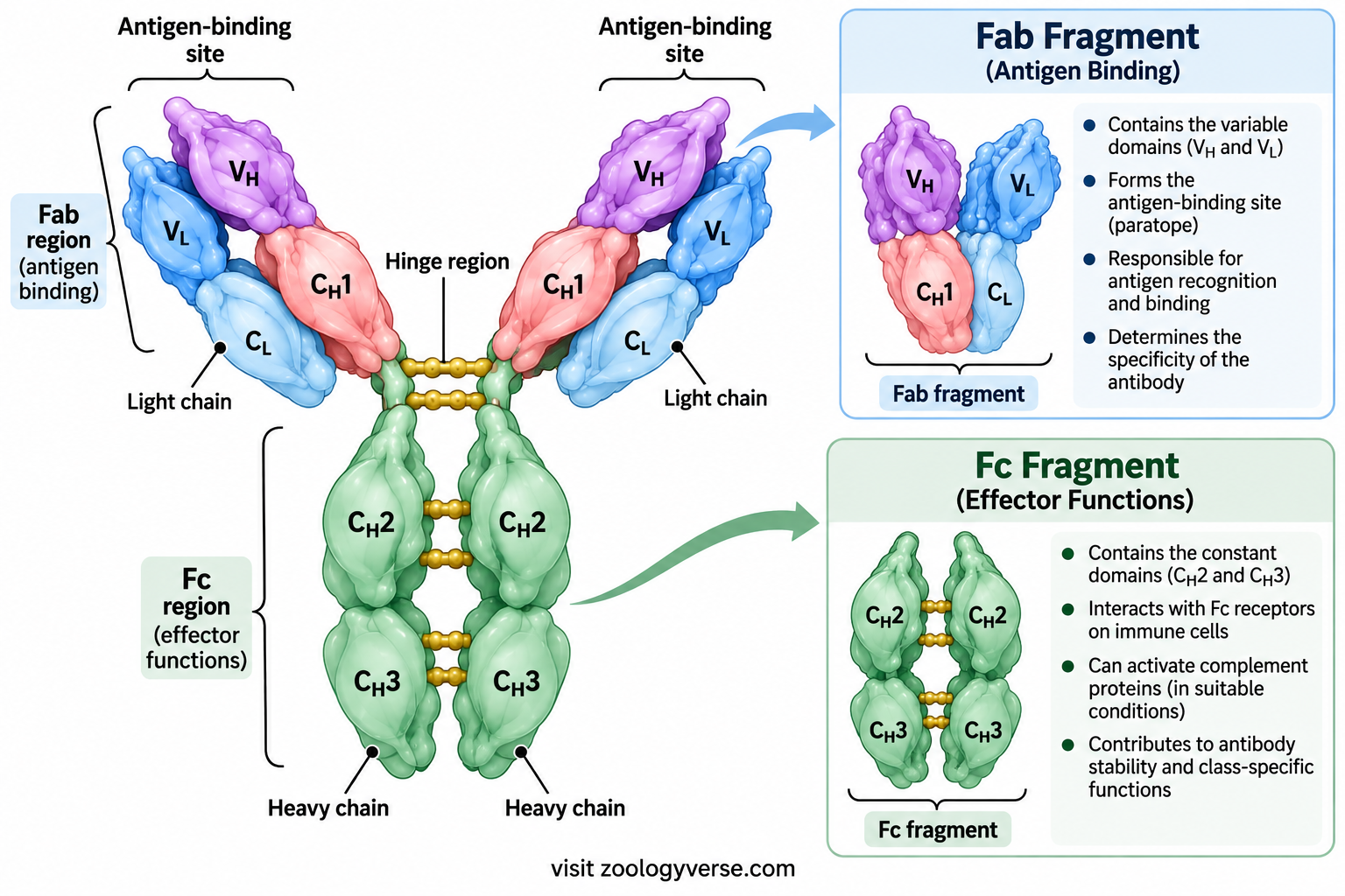 Textbook diagram of antibody Fab and Fc regions showing VH, VL, CH1, CL, CH2 and CH3 domains, heavy and light chains, hinge region, antigen-binding sites and immune-effector functions.