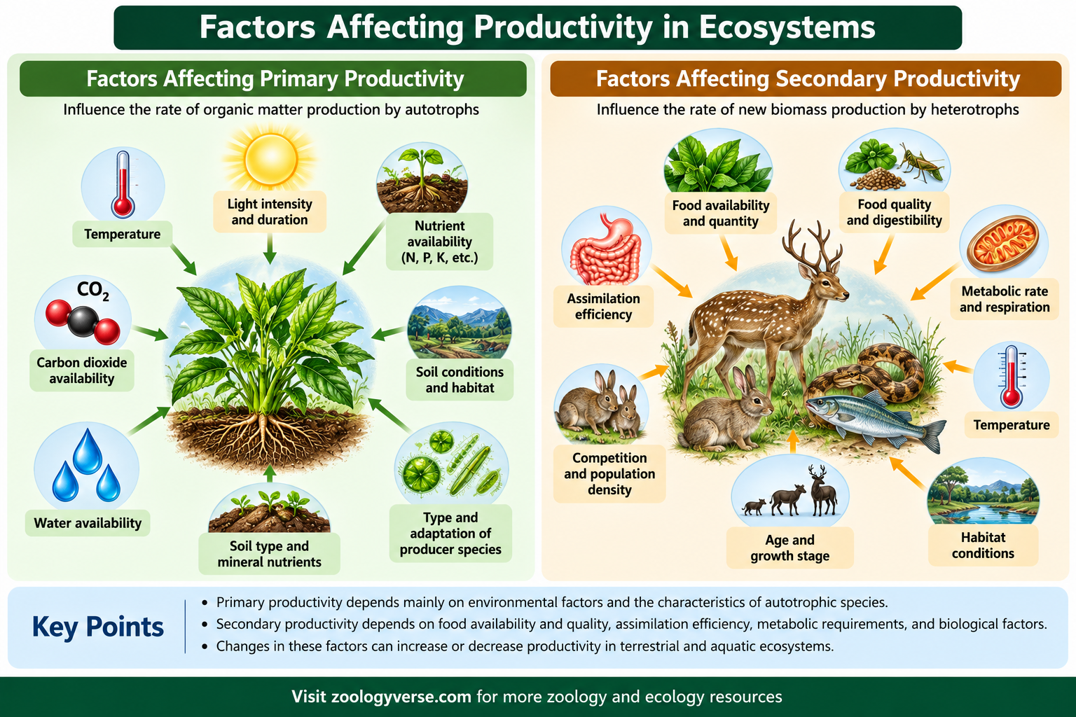 Factors affecting primary and secondary productivity including light, temperature, water, nutrients, food availability, and assimilation efficiency
