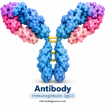 Featured Image: Antibody Structure