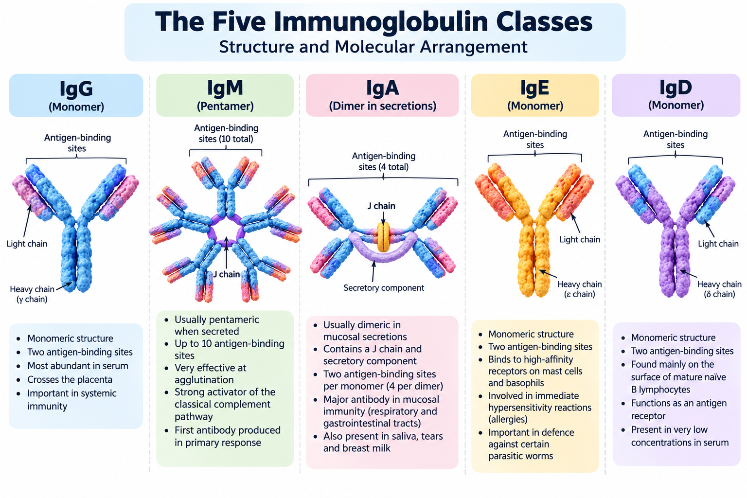 Types of Immunoglobulins: IgG, IgM, IgA, IgE, IgD | Zoologyverse Types of Immunoglobulins: IgG, IgM, IgA, IgE, IgD: Diagram of IgG, IgM, IgA, IgE and IgD showing antibody structures, heavy chains, antigen-binding sites and functions