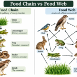 Food Chain vs Food Web Differences and Examples