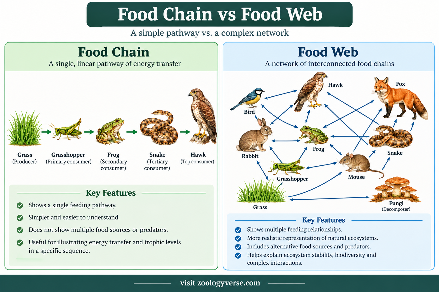 Food Chain vs Food Web: Differences and Examples | Zoologyverse Food chain vs food web comparison showing a linear grassland food chain and interconnected feeding relationships among grassland organisms.