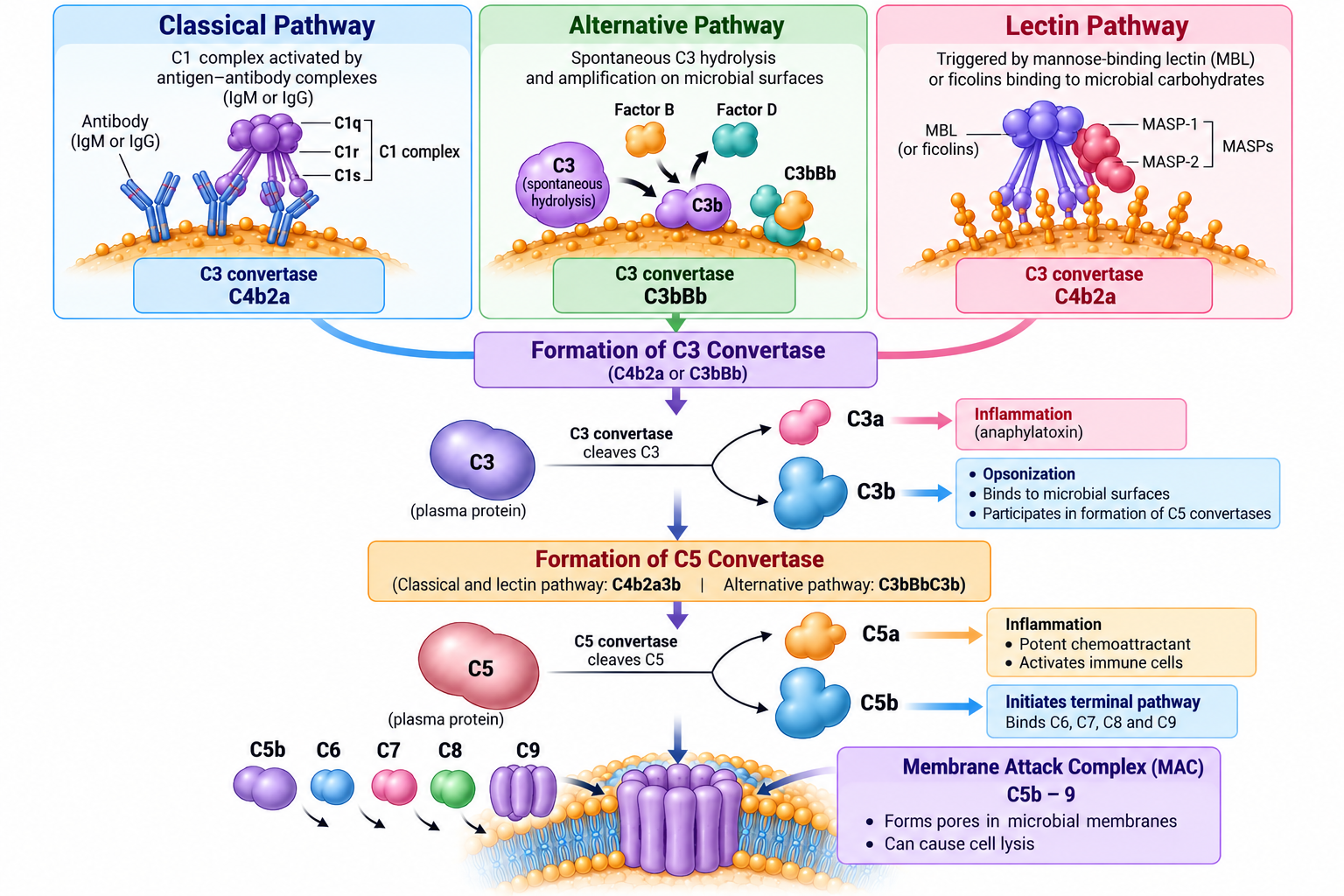 Complement Pathways: Classical, Alternative & Lectin | Zoologyverse Diagram of C3 and C5 convertase formation in the classical, alternative, and lectin complement pathways, showing C3 and C5 cleavage and membrane attack complex formation.