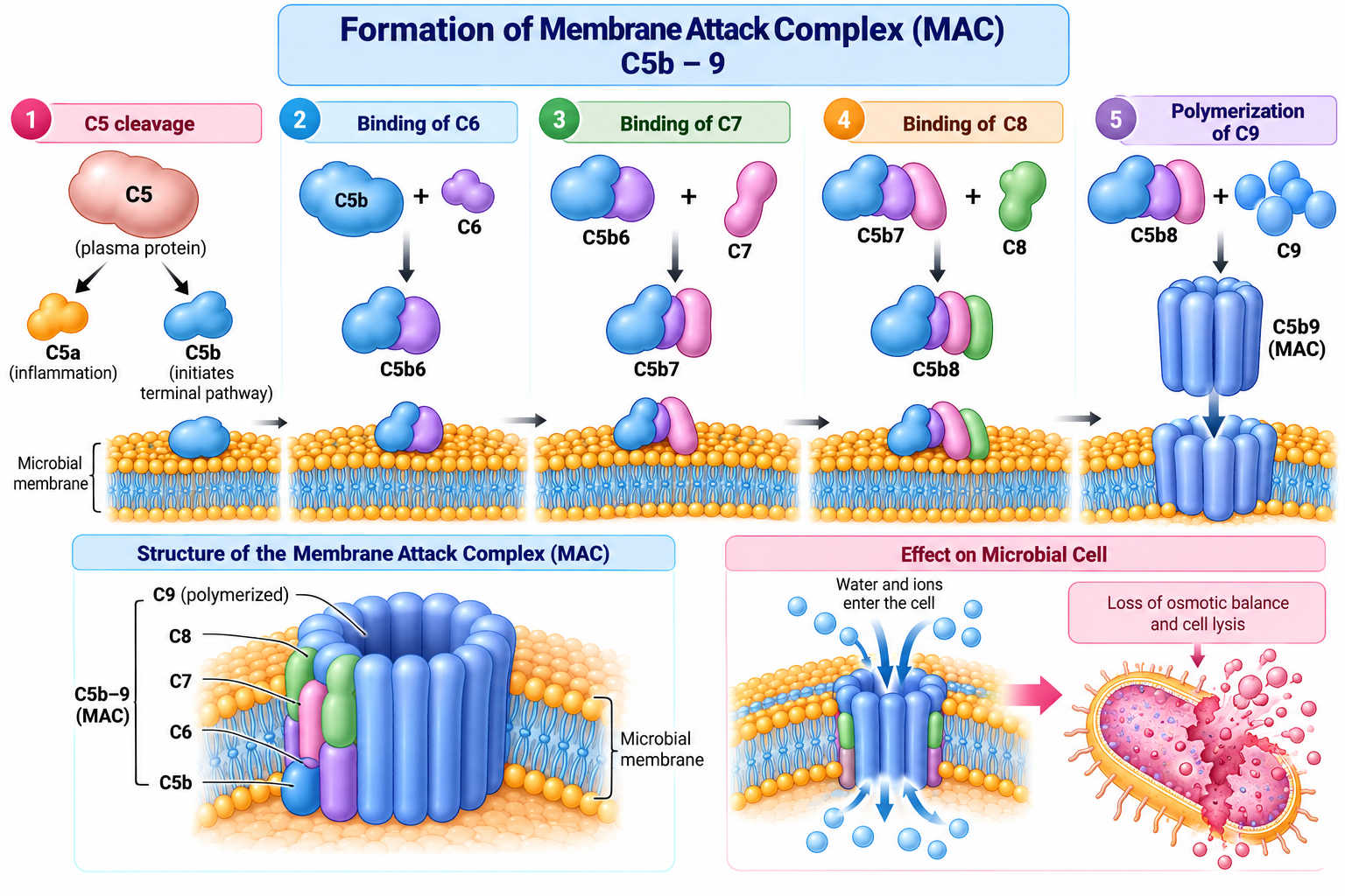 Complement Pathways: Classical, Alternative & Lectin | Zoologyverse Membrane attack complex formation showing C5 cleavage, sequential binding of C6, C7, and C8, C9 polymerization, and pore formation in a microbial membrane.