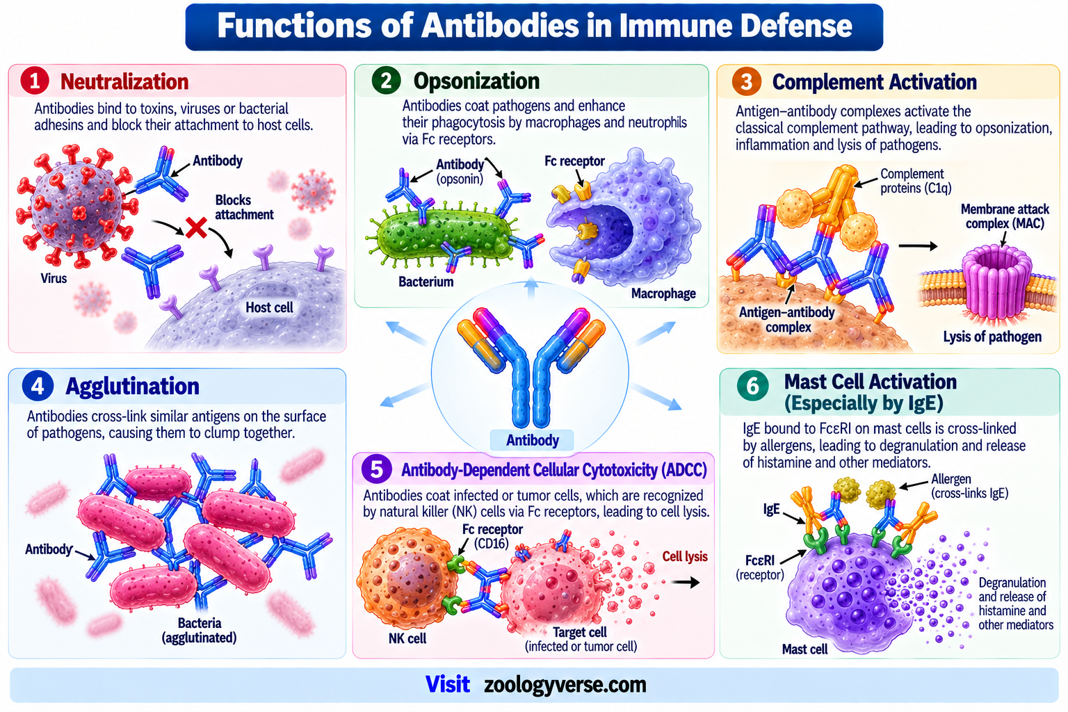 Antibody: Definition, Structure, Types and Functions | Zoologyverse Functions of antibodies showing neutralization, opsonization, complement activation, agglutination, ADCC and IgE-mediated mast cell activation